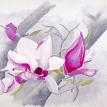 "Flowering Magnolias"  Original Watercolor by Emilee Reed